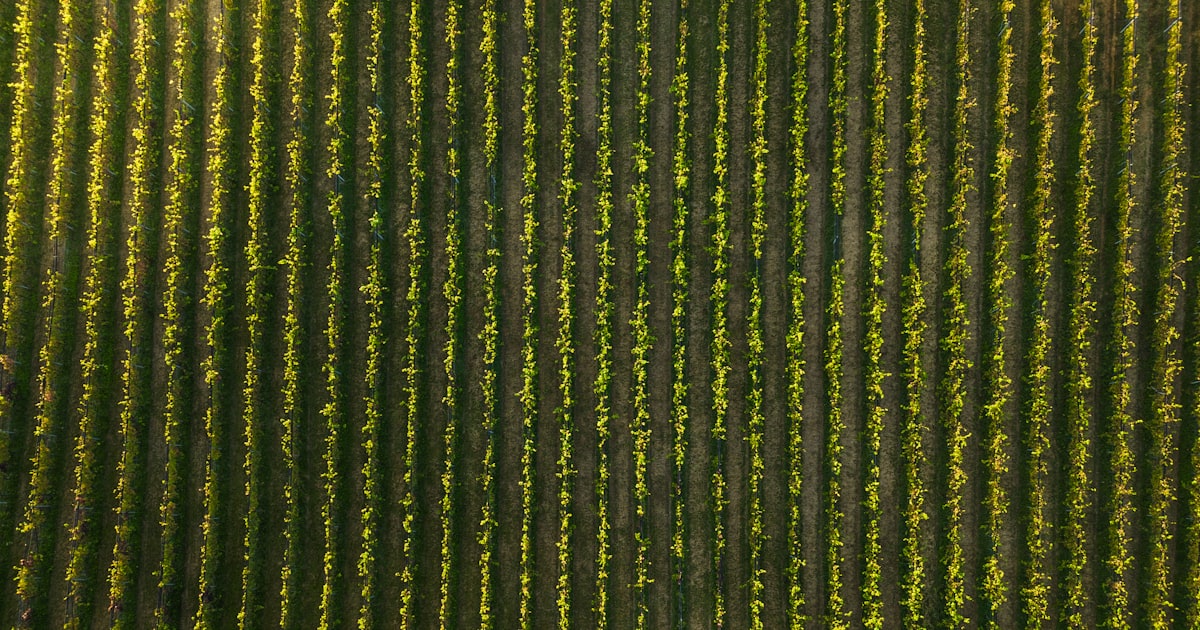Aerial view of ordered vineyard rows — a giving plan seen by allocation, like a portfolio